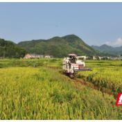 衡山县两万余亩再生稻迎头茬丰收