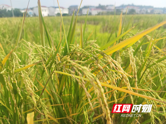 南岳区：稻浪里写出田园诗