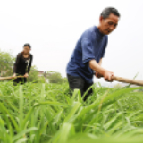 湖南祁东黄花小镇：黄花菜种成“黄金菜”