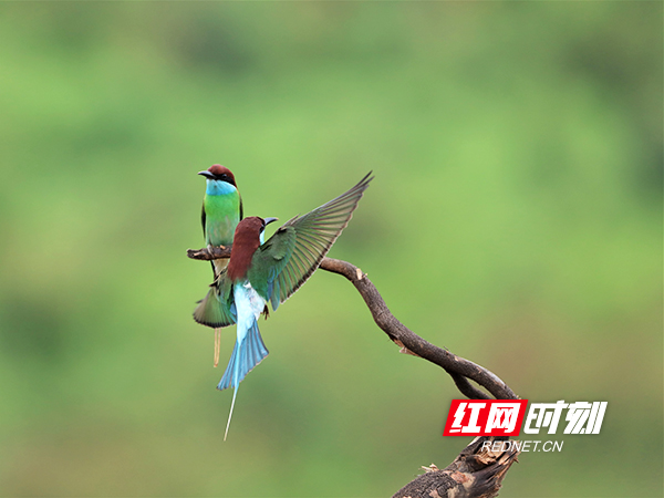 组图丨“中国最美的小鸟”蓝喉蜂虎爱上衡东县