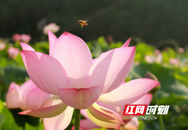 南岳区：荷塘莲花争相绽放 勤劳蜜蜂花间劳作