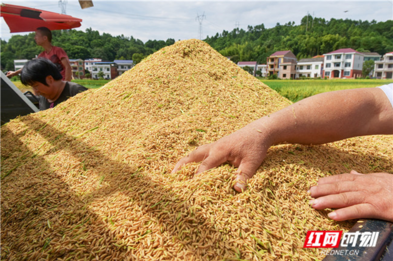 湖南衡阳：硬核举措扛起粮食生产大市责任