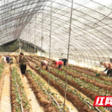 蒸湘区：草莓敲开致富门 贫困户过上“莓”好新生活