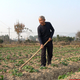 湖南祁东：把冬季“闲田”变成增产增效增收“富裕田”