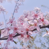 视频 | 湘南胜境：百万樱花开满园