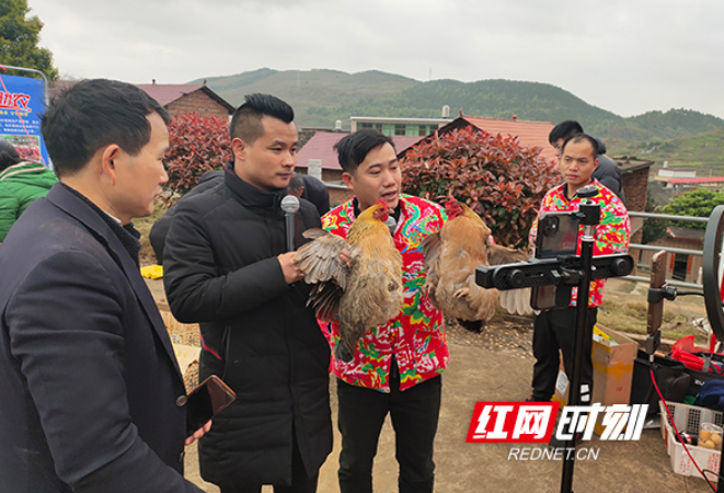 祁东县直播带货“云卖鸡” 爱心助农解滞销