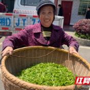 这一片叶子 是常宁大山里的“宝贝”