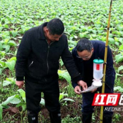 衡阳：绿色防控撑起烟叶增收保护伞