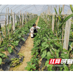 衡南县：科技特派员为春耕保驾护航