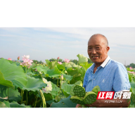 衡山：数百亩湘莲结硕果 扮靓乡村振兴路