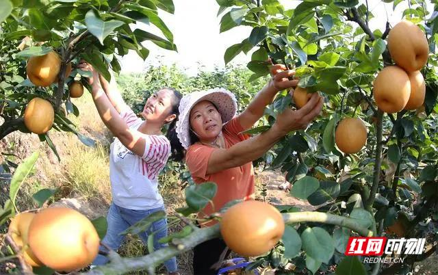 蒸湘区翠冠梨熟了！明日，达人、网红将齐聚助农