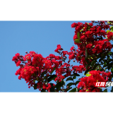 衡山：麇城紫薇花开 盛夏繁华尽显