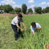 蒸湘区雨母山镇：抗旱保收 守好农民粮袋子