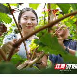 湖南南岳：葡萄丰收香满园 乡村振兴添活力