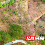 湖南南岳：一抹轻寒遮不住 因风香寄小梅枝