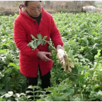 “我的衡阳 我的乡村 我的奋斗”微电影⑧：白萝卜种出幸福生活