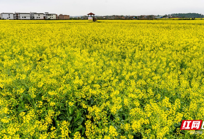 湖南耒阳：油菜花开引客来 邀你邂逅“浪漫春光”