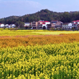 衡山：七彩油菜花为乡村旅游“添彩”