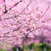 视频 | 湖南常宁：樱花烂漫醉春风