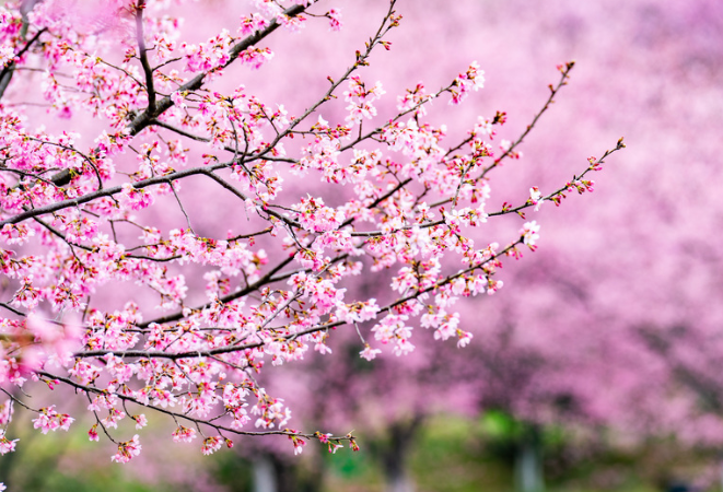 视频 | 湖南常宁：樱花烂漫醉春风