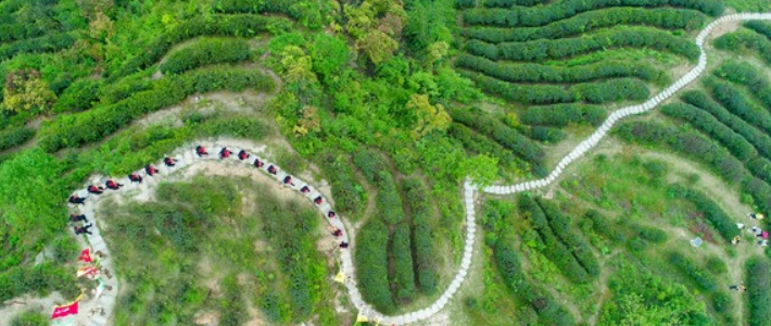 南岳云雾茶何以香飘国际