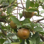 视频 | 耒阳：油茶夏管忙 稳产增收有盼头
