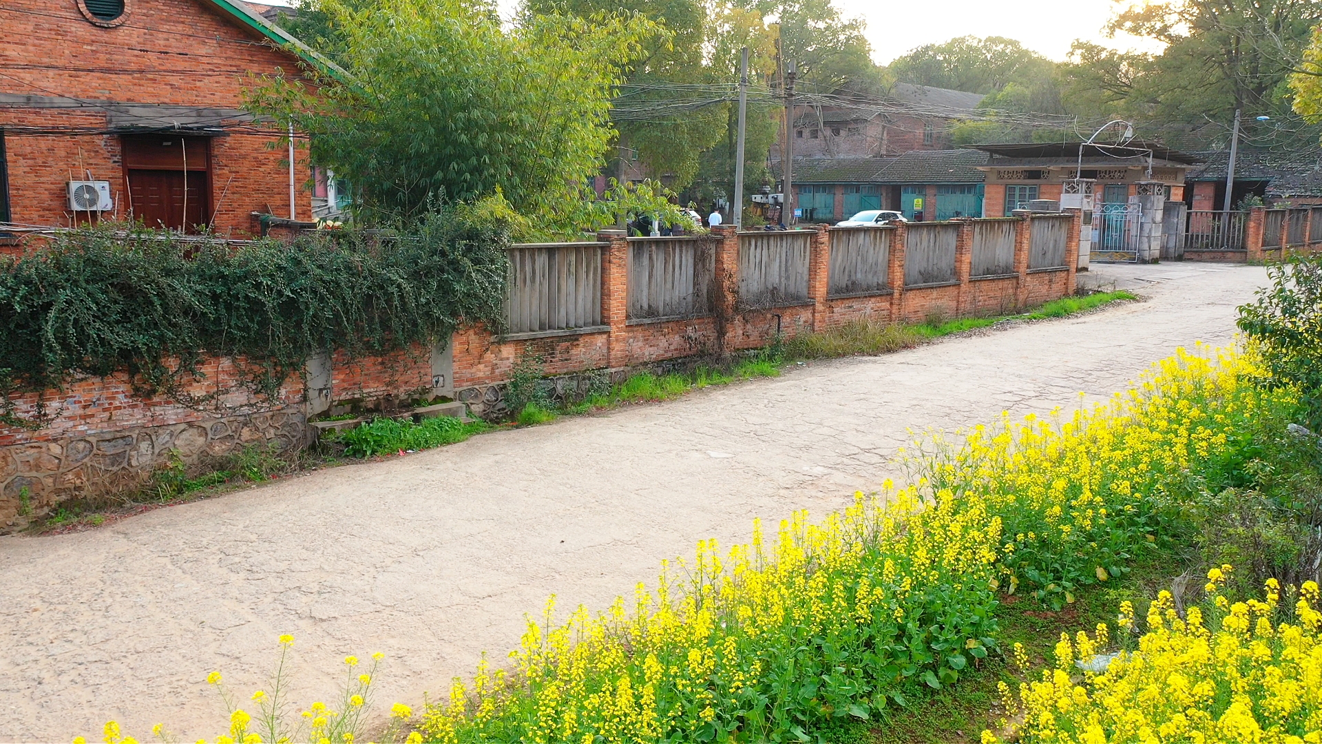 七一二矿的油菜花