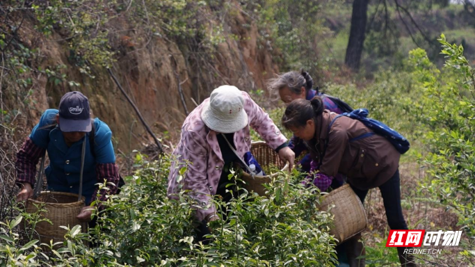 衡阳县：4000亩春茶喜获丰收 生态种植擦亮“湘茶”金字招牌