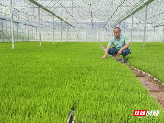 衡阳县岣嵝乡：一人一机千亩田，稳了双季稻 护了“饭碗田”