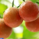 农业农村部：“菜篮子”产量稳定 供应总体充足