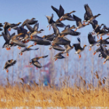 跟随卫星,感受总书记考察的“大河之洲”