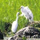《中国的生物多样性保护》白皮书发布