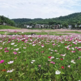 期待吗？长株潭将迎来城市中央公园