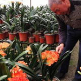 【十年@每一个奋斗的你】自学花卉种植 河北任丘65岁老人打造“君子兰花园”