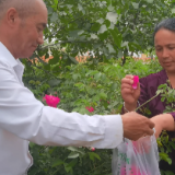 乡村振兴看新疆|玫瑰花种植：美了乡村 甜了生活