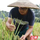 奋斗者·正青春丨陈小龙：村里的博士又回到田里 带来“稻鸭模式”新“稻”路