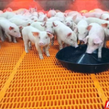同心同行·湖南民企力量丨食品是良心工程 社会责任是核心竞争力