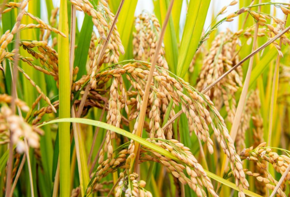 国家统计局公布2023年粮食产量数据 湖南粮食总产量613.6亿斤
