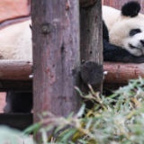 重庆永川：四只大熊猫正式与游客见面