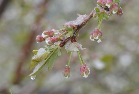 未来三天湘中有中到大雨 湘西北高海拔地区有雨夹雪