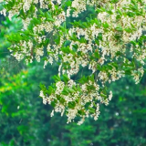 时隔五年，西双版纳望天树景区望天树再迎“开花大年”