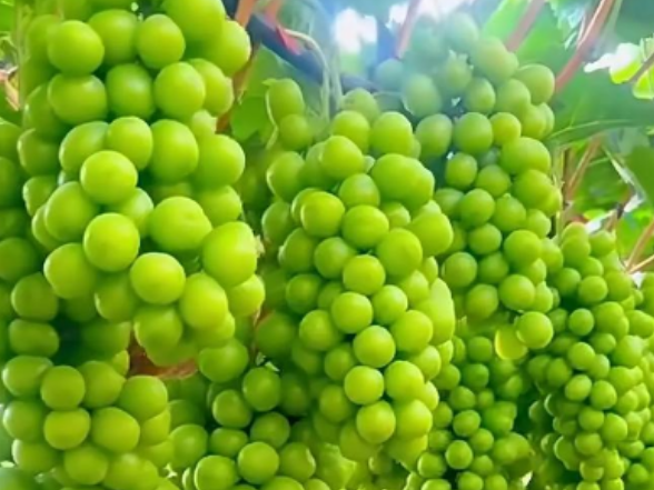 湖南阳光玫瑰葡萄“抢鲜”出口 较去年提前一个月