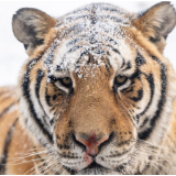 雪后探访东北虎