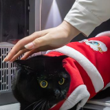 “萌宠”旅客春运进行时