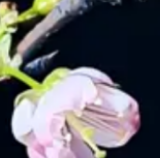 春风吹醒桃花醉！延时摄影看桃花朵朵开