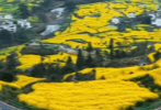 好美！江西婺源江岭油菜花开了