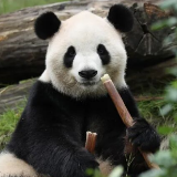 中美开启新一轮大熊猫保护合作 “平平”“福双”将赴美