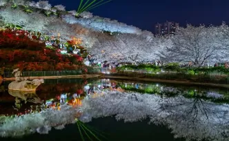 长沙夜樱，火遍全网！