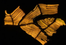 贵州镇宁：为火龙果补光增产