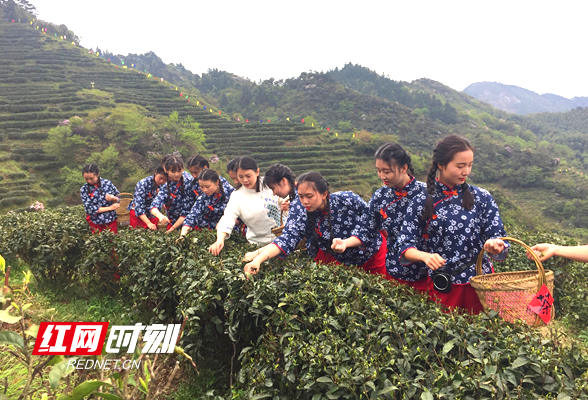 教师风采丨张京蕊：用心做好学生们的“茶姐姐”